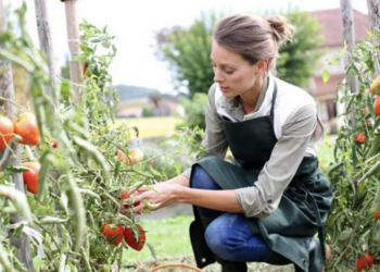 Meglio la Sicilia che gli USA: più capi azienda donne che altrove in agricoltura. Che cosa c’è dietro??