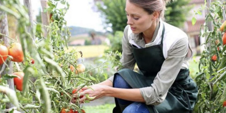 Meglio la Sicilia che gli USA: più capi azienda donne che altrove in agricoltura. Che cosa c’è dietro??